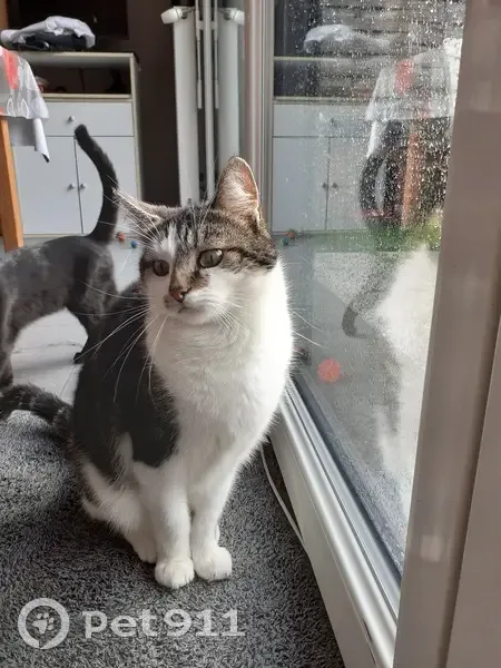 Chat Morgane perdu à Loos - photo