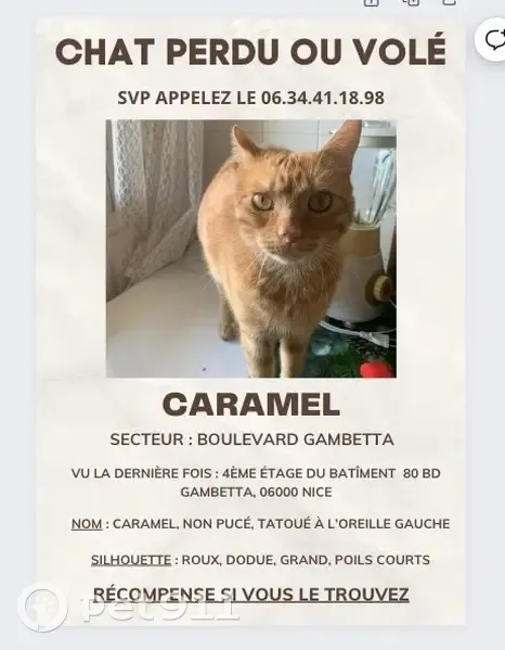 Chat roux tatoué perdu à Nice - photo
