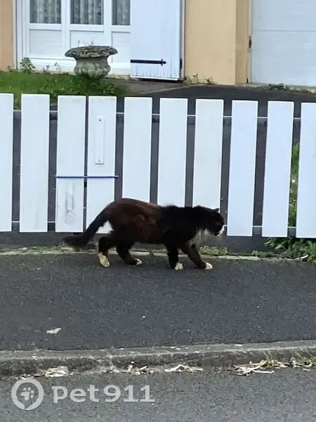Chat boiteux trouvé aux Achards - photo