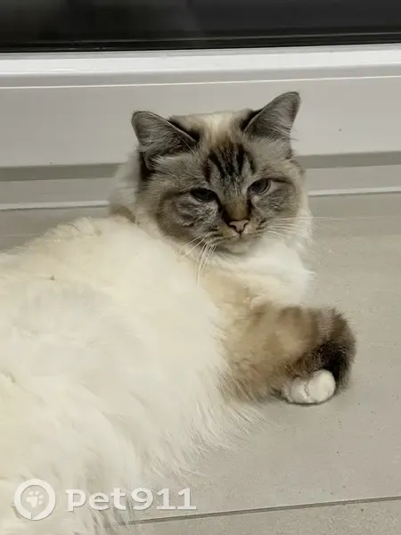 Chatte blanche/tigrée perdue à Vienne - photo