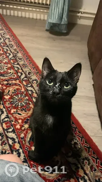 Chatte perdue à Rouen, pucée - photo