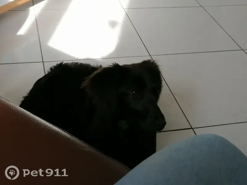 Chien épagneul perdu à Valambray - photo