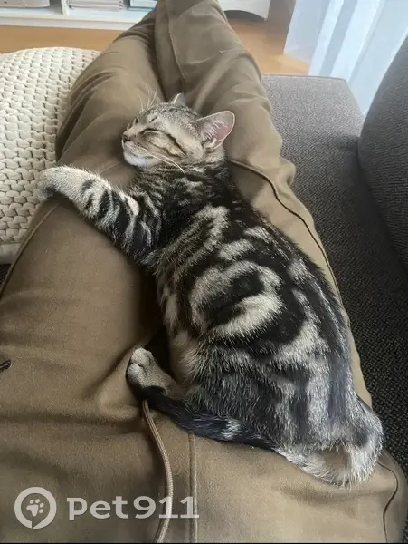 Chaton tigré perdu à Pornic - photo