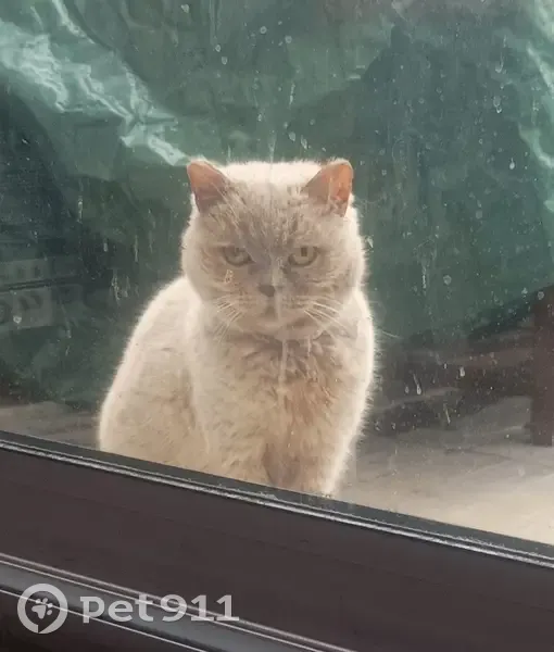 Chat affamé trouvé à Anneville - photo