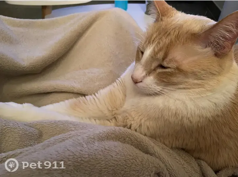 Chat aux yeux bleus perdu à Bezouce - photo