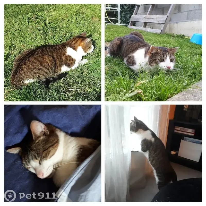 Chat disparu à Couëron - Pucé - photo