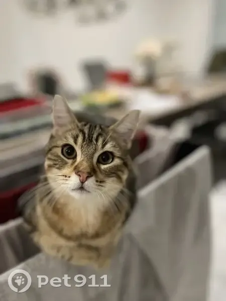 Bimo, chat tigré égaré à Sarcelles - photo