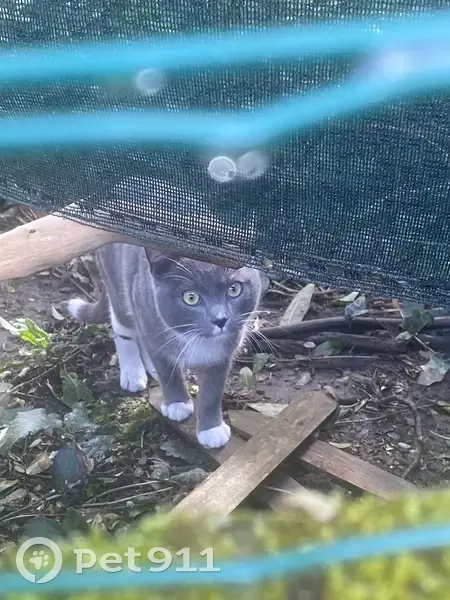 Chat gris affectueux trouvé à Quimper - photo