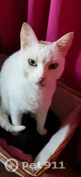 Chatte Maya perdue à Créon - photo