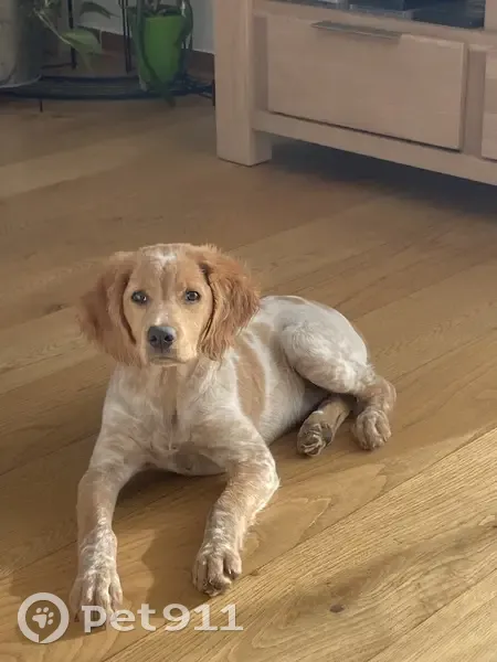 Alerte: Chiot Épagneul Perdu - photo