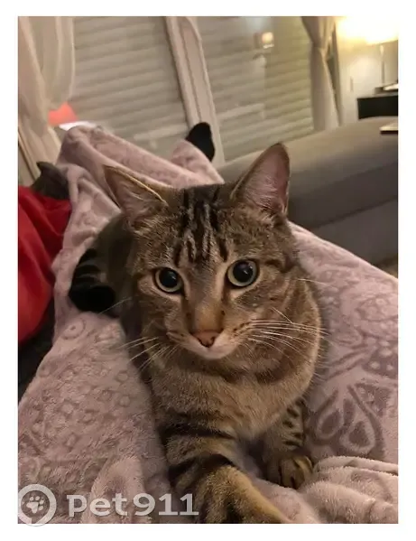 Chat tigre perdu à Nantes - photo