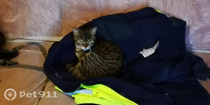 Chat perdu retrouvé à Muron - photo