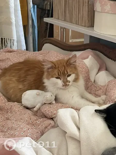 Maurice, chat roux perdu - photo