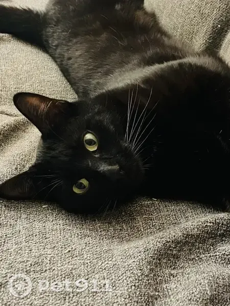 Samba, chat noir perdu à Bourlens - photo