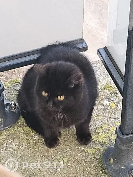 Chaton noir trouvé à Laval - photo
