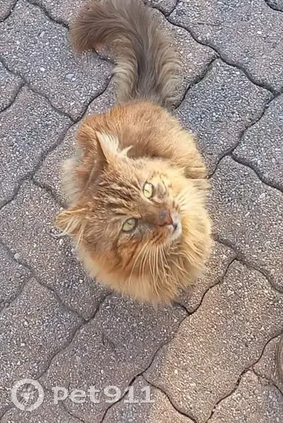 Chat roux affamé trouvé à Fréjus - photo