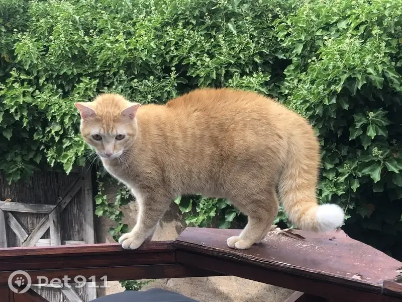 Chat roux perdu à Schiltigheim - photo