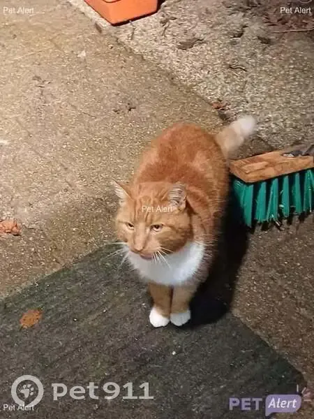 Chat roux tacheté perdu à L'Huisserie - photo