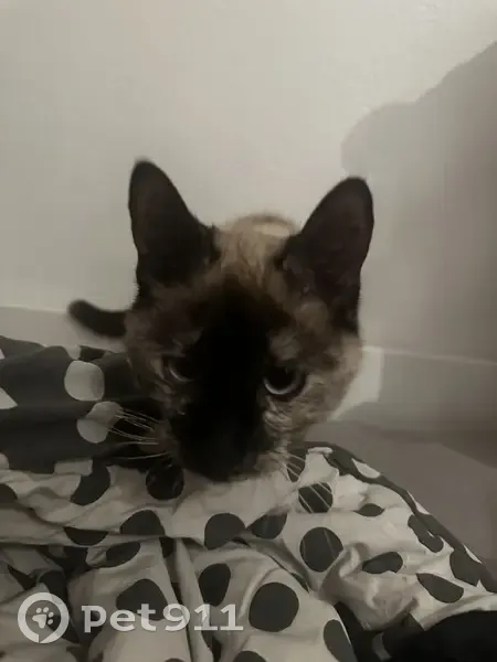 Chat perdu à Montpellier retrouvé - photo