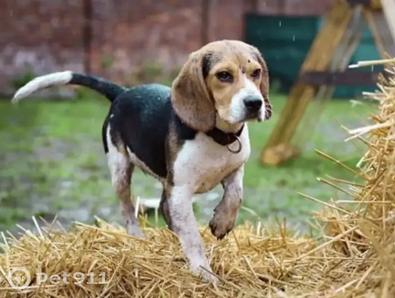 Appel: 2 Beagles Perdues à Prêtreville - photo