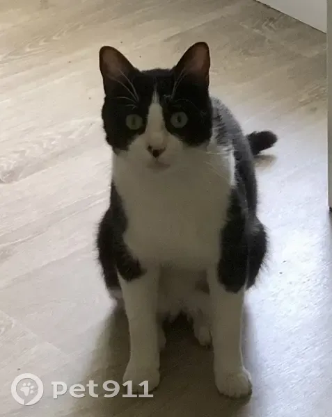 Chat perdu: 2 taches, Mandres - photo