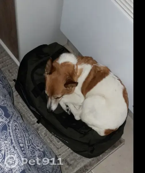 Jack Russell âgé perdu à Trets - photo
