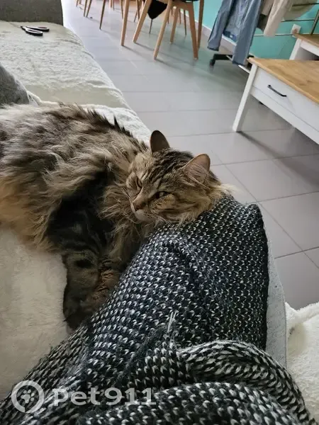 Chat tigré poil long perdu - photo