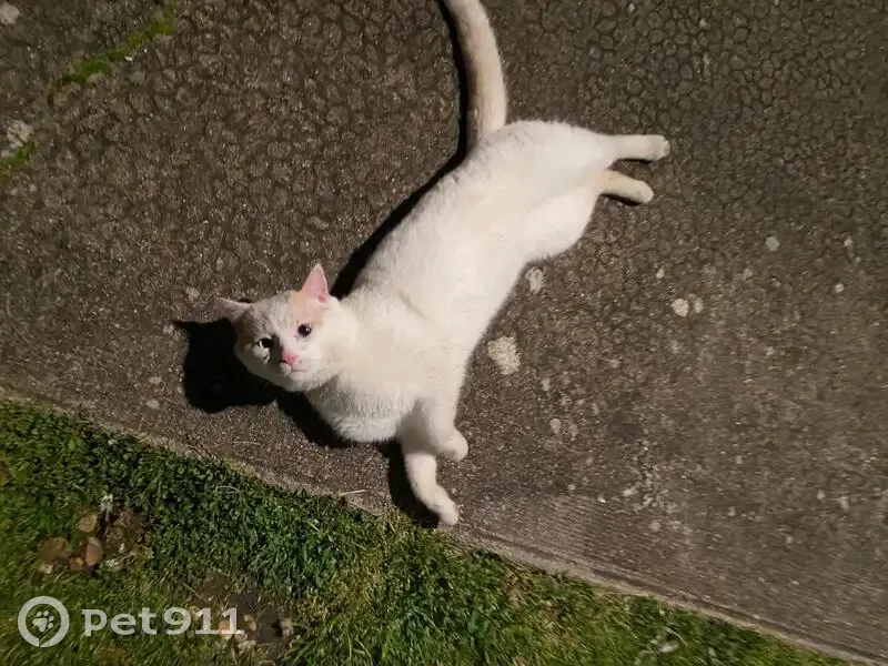 Chat européen trouvé à Verrie - photo