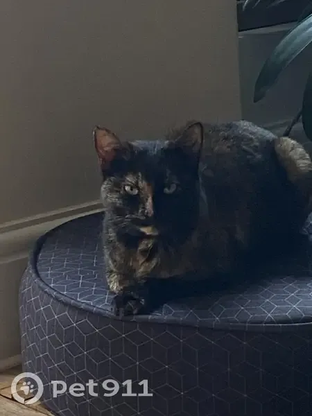 Chatte écaille perdue, Ménil-Hubert - photo
