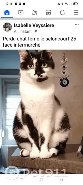 Chatte bicolore perdue à Seloncourt - photo