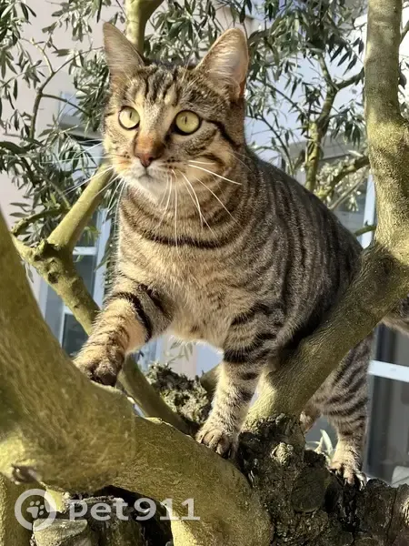 Simba, chat tigré perdu à Dardilly - photo