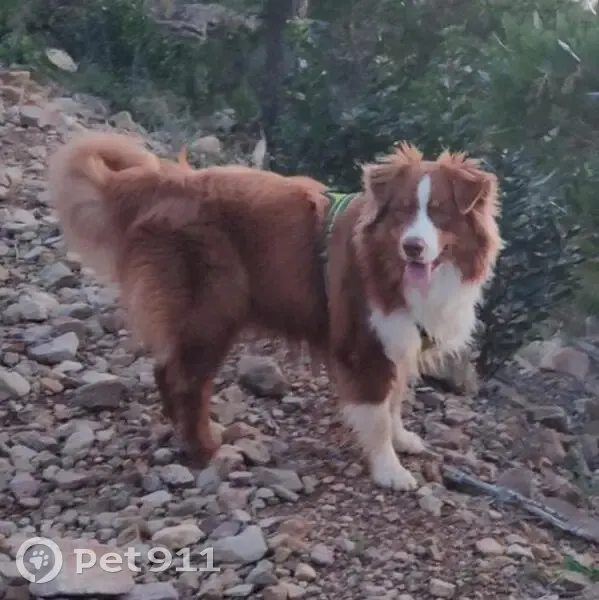 Chiot Ubert disparu à La Garde - photo