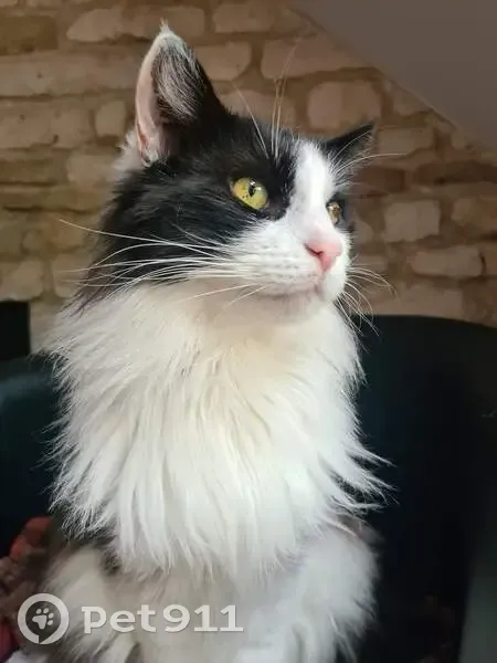 Chat noir et blanc perdu à Chaumont - photo