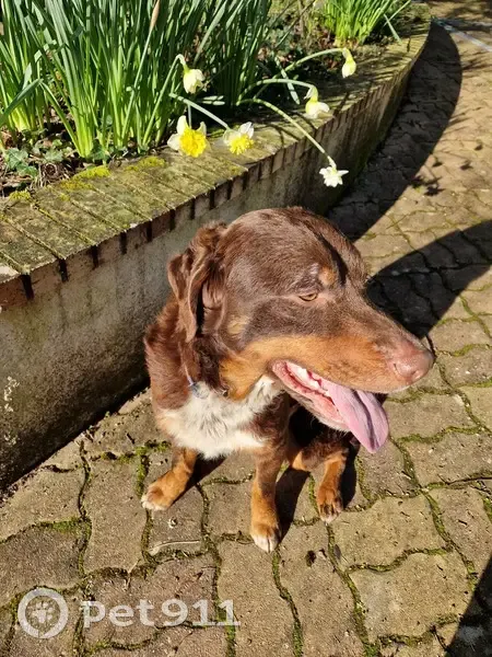 Chien mâle marron perdu - D386 - photo