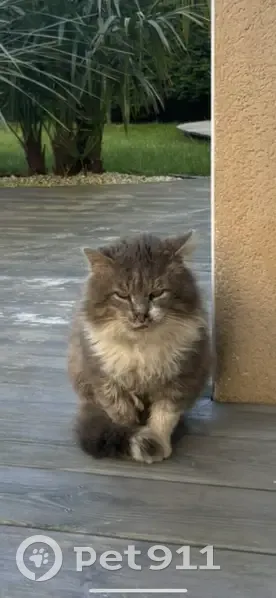 Chat craintif et malade trouvé - photo
