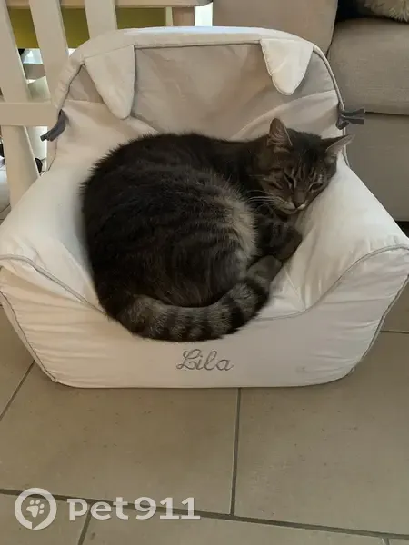 Chat tigré gris/blanc perdu à Troyes - photo