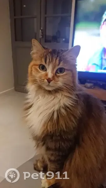 Perdu: Chat tricolore à Gleize - photo