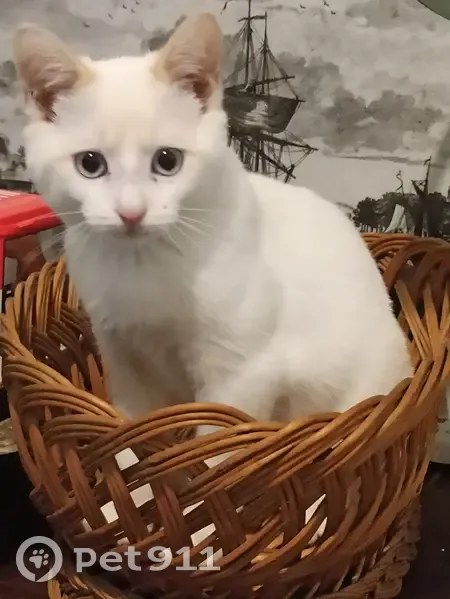 Chat blanc Junior perdu à Laval - photo