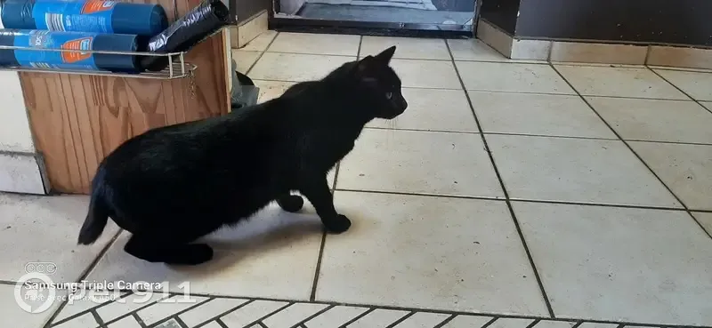 Chat noir castré trouvé à La Brûlatte - photo