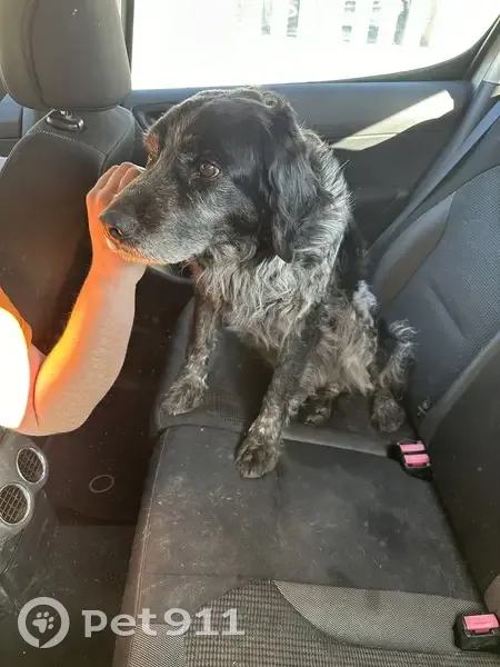 Chien épagneul trouvé à Auchay - photo