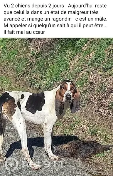 Chien maigre blanc/marron blessé - photo