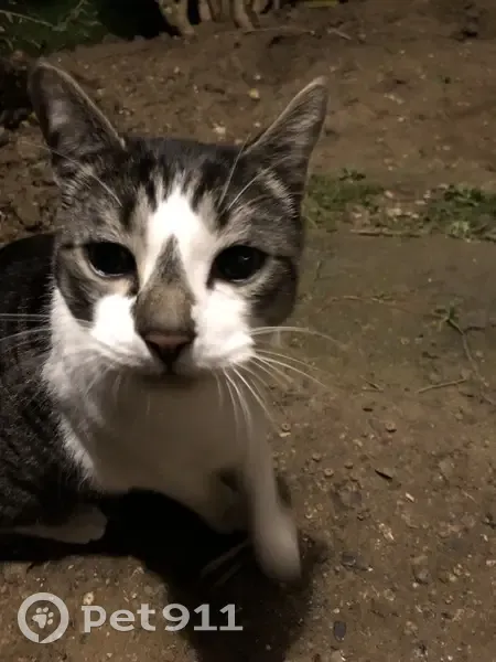 Chatte sociable trouvée à Maisons-Alfort - photo