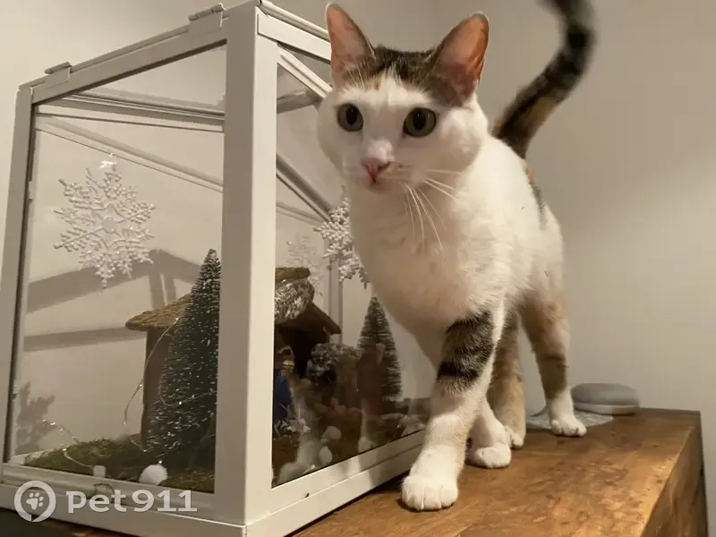 Avis de recherche: Chat Naboo - photo