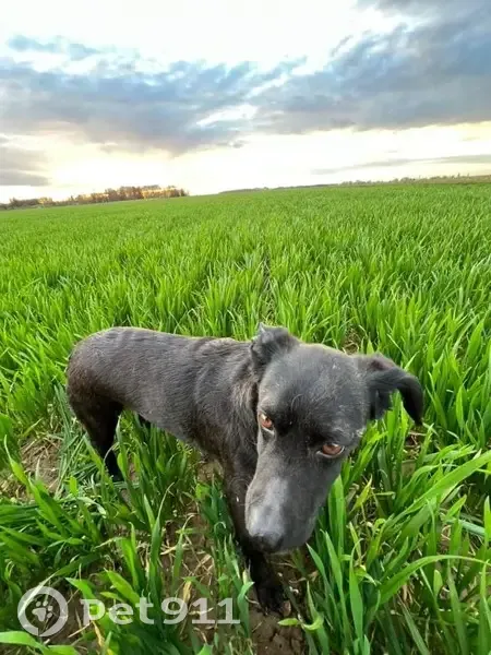 Chien noir perdu à Pissy retrouvé - photo