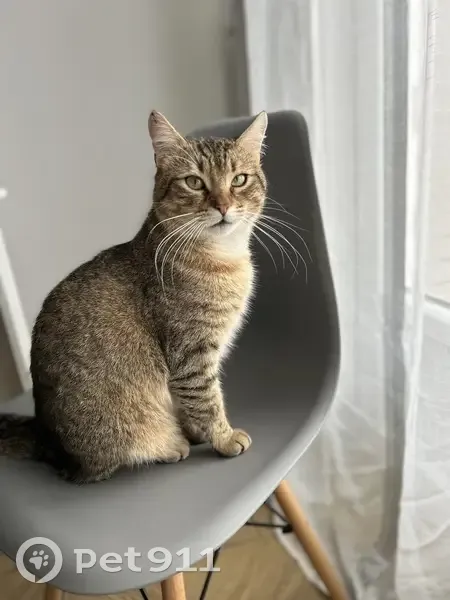 Chat Tigrou perdu - Arnage - photo