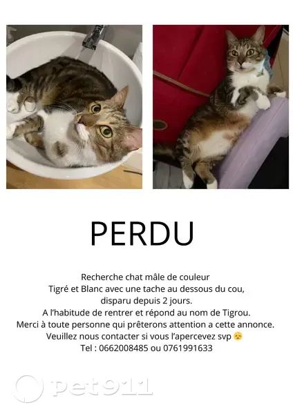 Chat tigré perdu à Peymeinade - photo