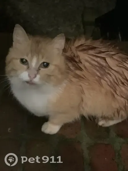 Chat perdu retrouvé à Hem 5B - photo