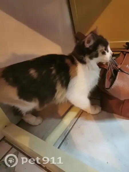 Chatte tricolore câline perdue - photo