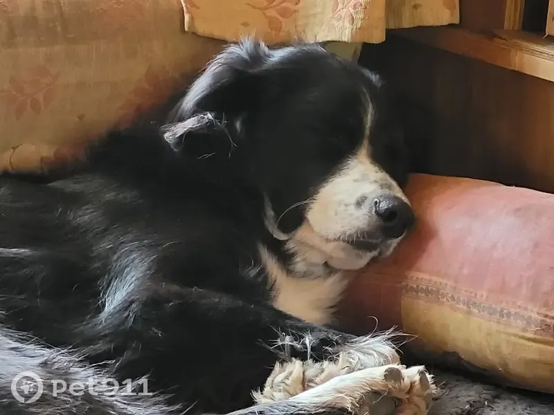 Saya, Border Collie perdue à Bellevaux - photo