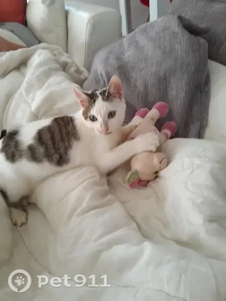Chaton blanc/gris perdu à Billère - photo